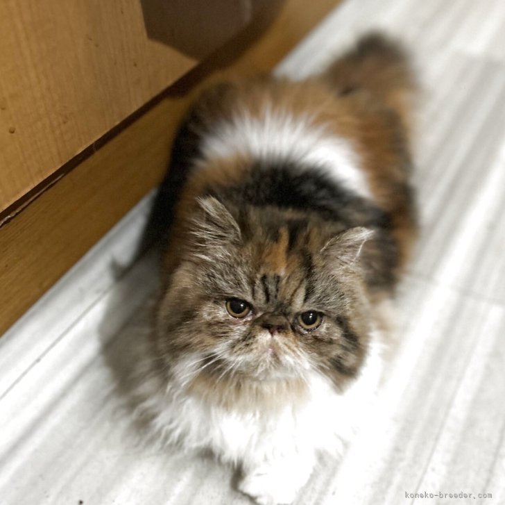 ブリーダー画像