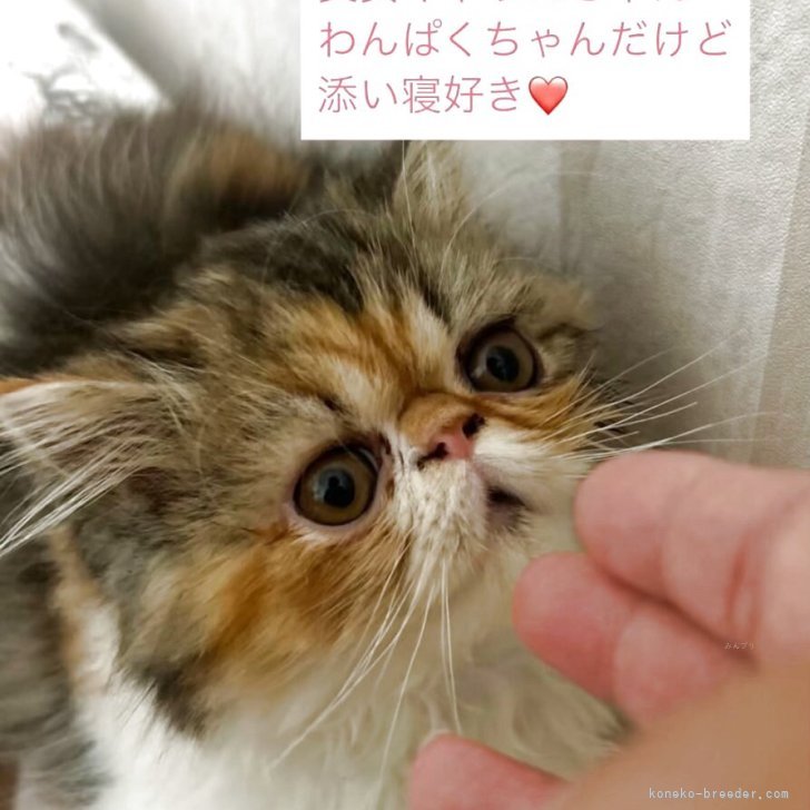 エキゾチックロングヘア【愛媛県・女の子・2025年4月6日