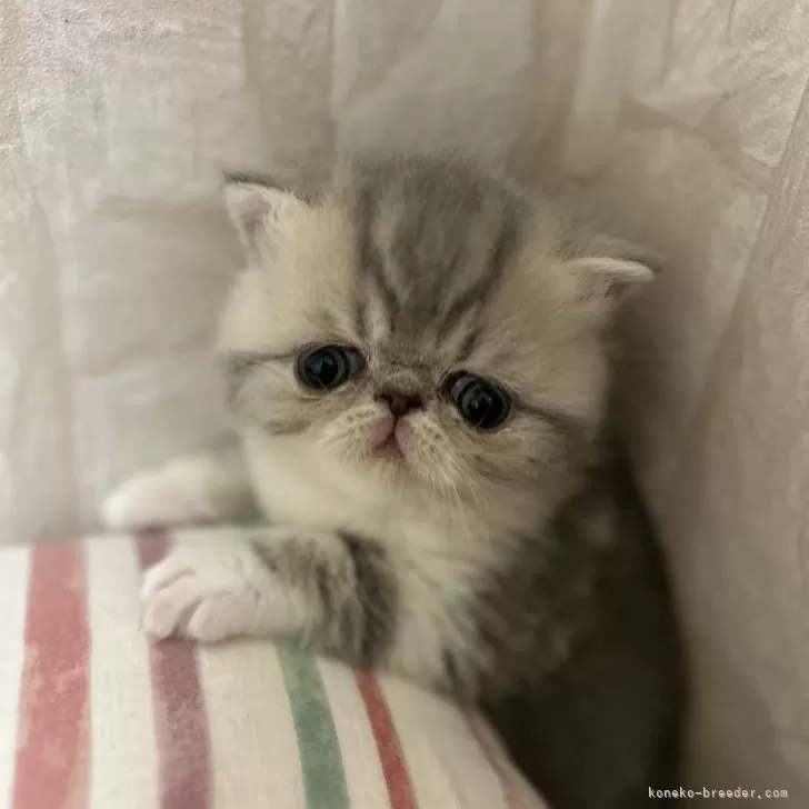 ID：2412-02275の子猫