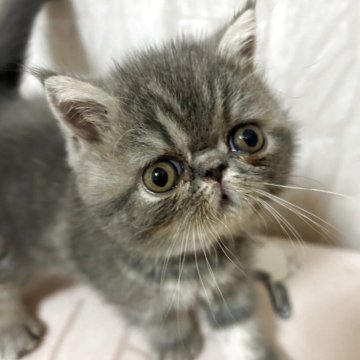 エキゾチックショートヘア【愛媛県・男の子・2025年5月15日・ブルータビー】の写真「ぬいぐるみみたいです🧸💕」
