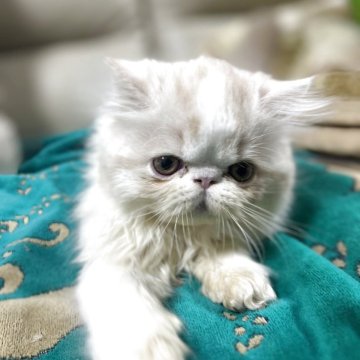 エキゾチックショートヘア【愛媛県・男の子・2025年9月18日・クリームホワイト（ロング）】の写真「本日20時から21時LINEビデオ見学可能🉑」