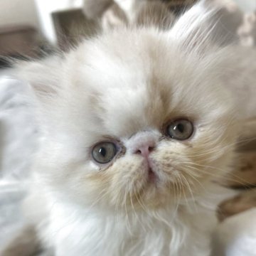 エキゾチックショートヘア【愛媛県・男の子・2025年9月18日・クリームホワイト（ロング）】の写真「ポワーンとした癒しくん♡」