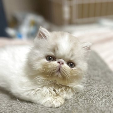 エキゾチックショートヘア【愛媛県・男の子・2025年9月18日・クリームホワイト（ロング）】の写真「ポワーンとした癒しくん♡」