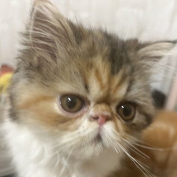 エキゾチックロングヘア【愛媛県・女の子・2025年4月6日・キャリコ】の写真「しっかりさんでわんぱくちゃん💕甘えん坊さん💕」