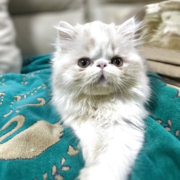 エキゾチックショートヘア【愛媛県・男の子・2025年9月18日・クリームホワイト（ロング）】の写真「10日までのご予約で特典あり💓6日健康診断など済」