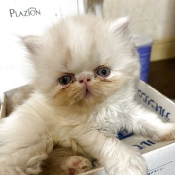 エキゾチックショートヘア【愛媛県・男の子・2025年9月18日・クリームホワイト(ロング)】の写真「ポワーンとした癒しくん♡」