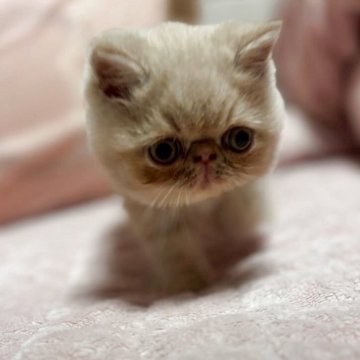 エキゾチックショートヘア【愛媛県・男の子・2025年9月18日・クリームタビー】の写真「ヨチヨチ歩いてとってもキュートくん🩷」