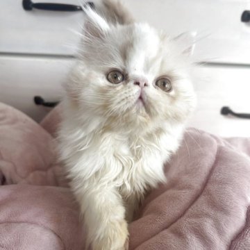 エキゾチックショートヘア【愛媛県・男の子・2025年9月18日・クリームホワイト（ロング）】の写真「かなり可愛い僕💕ご遠方の方ご相談ください🐱」