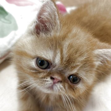エキゾチックショートヘア【愛媛県・女の子・2025年5月15日・レッドタビー】の写真「性格がかなり可愛いです🩷」