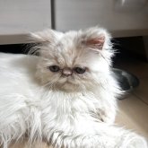 エキゾチックロングヘア