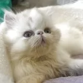 エキゾチックショートヘア