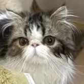 エキゾチックロングヘア