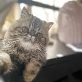 エキゾチックショートヘア