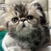 エキゾチックロングヘア
