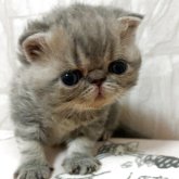 エキゾチックショートヘア
