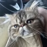 エキゾチックショートヘア