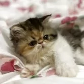 エキゾチックロングヘア