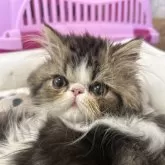 エキゾチックロングヘア