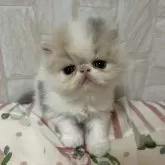 エキゾチックショートヘア【愛媛県・女の子・2024年11月29日・ダイリュートキャリコ】の写真1「マイペースな女の子♡」