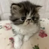 エキゾチックショートヘア【愛媛県・男の子・2024年12月8日・ブラウンタビー&ホワイト】の写真1