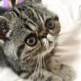 エキゾチックショートヘア
