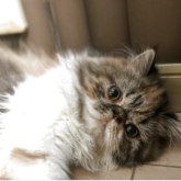 エキゾチックショートヘア