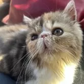 エキゾチックショートヘア【愛媛県・女の子・2025年10月9日・キャリコ】の写真2