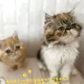 エキゾチックロングヘア【愛媛県・女の子・2025年4月6日・キャリコ】の写真4「実物の方が可愛いです🩷」