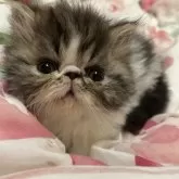 エキゾチックショートヘア【愛媛県・男の子・2024年12月8日・ブラウンタビー&ホワイト】の写真4