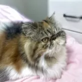 エキゾチックショートヘア【愛媛県・女の子・2025年4月6日・キャリコ】の写真6