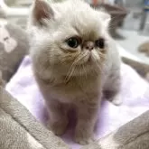 エキゾチックショートヘア【愛媛県・男の子・2025年9月19日・クリームタビー】の写真6