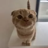 スコティッシュフォールド(折れ耳)