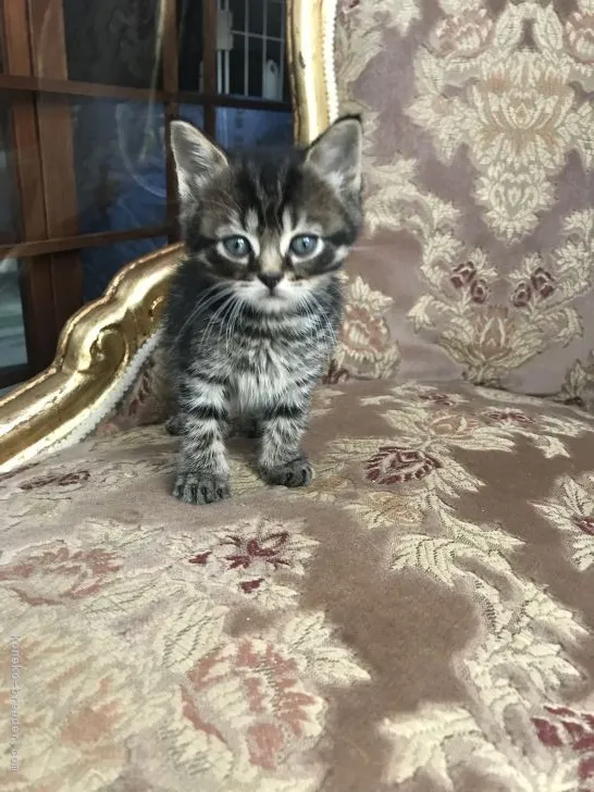 ID：2105-01950の子猫