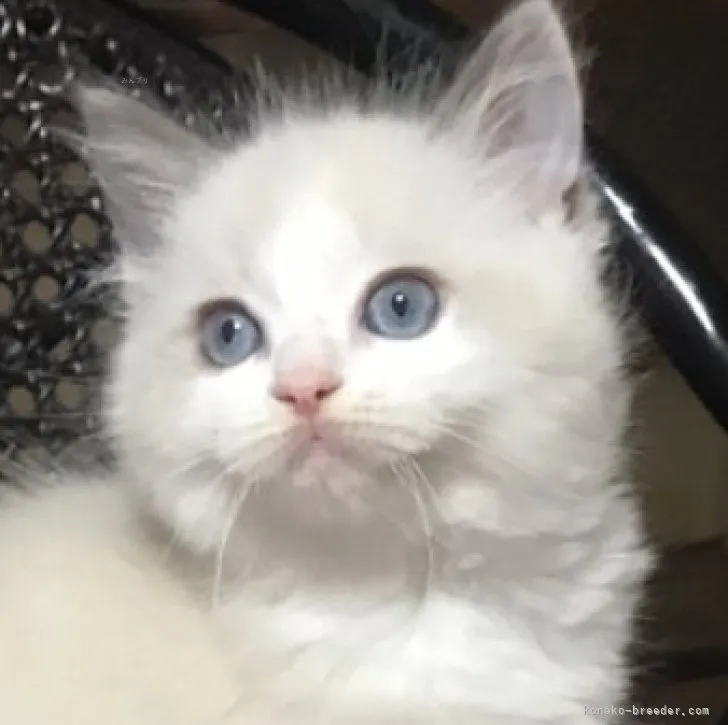 ID:2310-01281の子猫