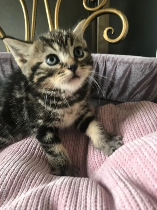 ID:2110-00369の子猫