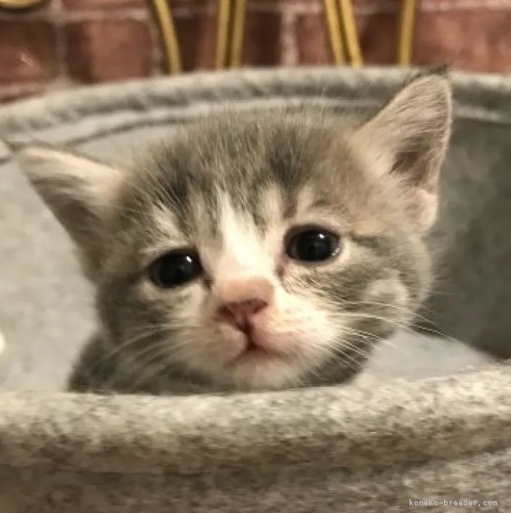 ID：2304-03245の子猫