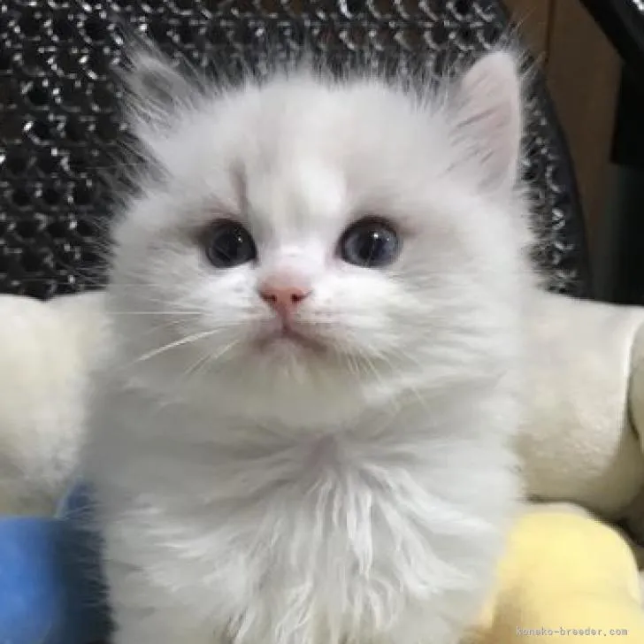 ID：2302-00420の子猫
