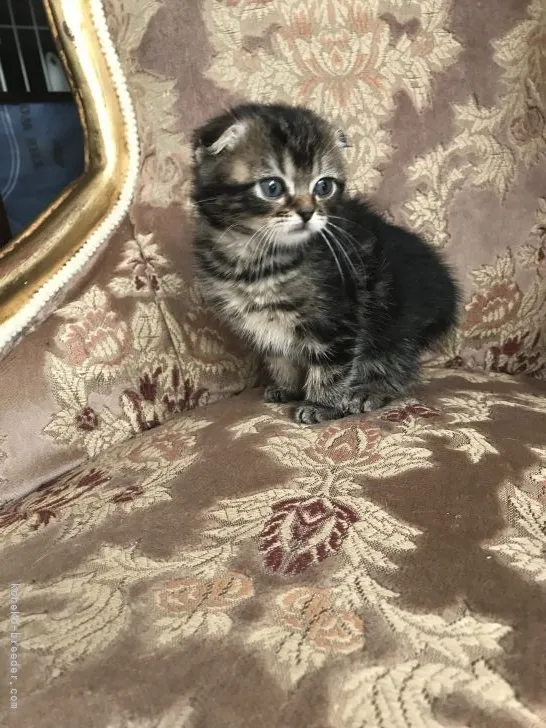 ID:2105-01952の子猫