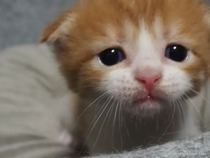 ID：2205-03168の子猫