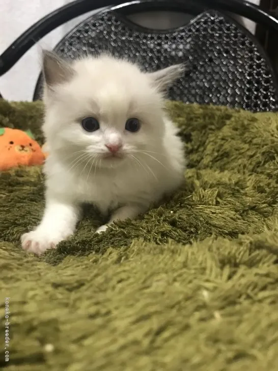 ID:2202-01165の子猫