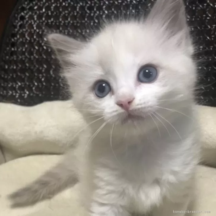 ID:2407-01707の子猫