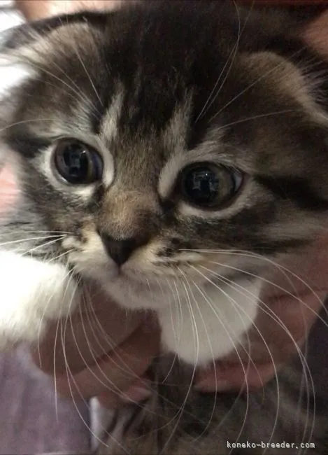 ID:2111-00603の子猫