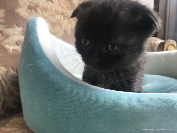 ID:2104-00911の子猫