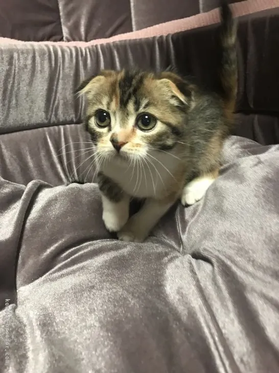 ID：2112-00964の子猫