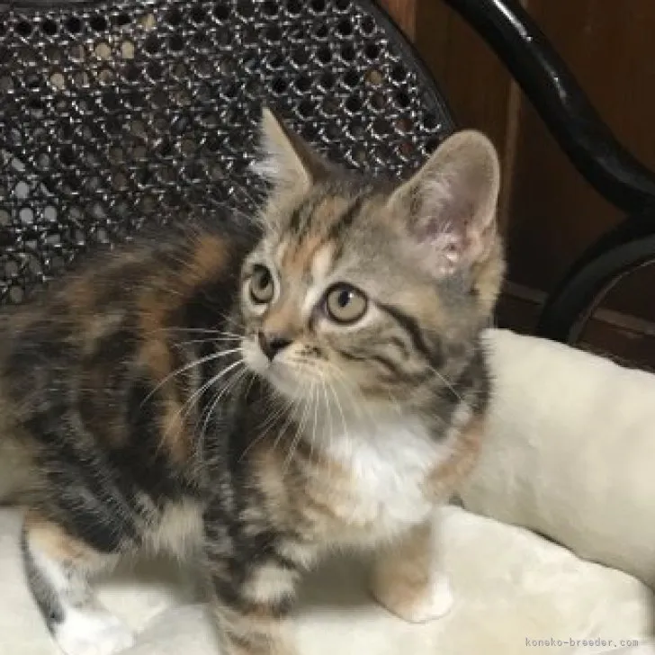 ID：2305-02729の子猫