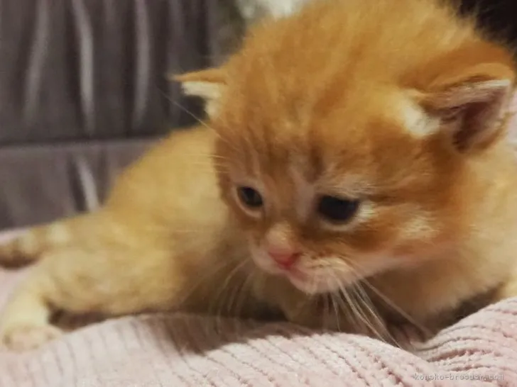 ID：2210-02510の子猫