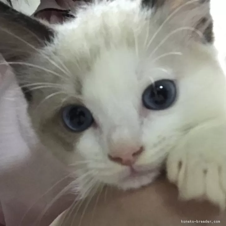 ID：2401-01616の子猫