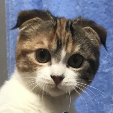 スコティッシュフォールド(折れ耳)【千葉県・女の子・2023年3月25日・キャリコミケちゃん♡♡（短毛（もふもふ））】の写真「★良血統★二足で立つミケさん★7.28更新」