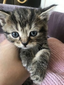 スコティッシュミックス子猫ちゃん【千葉県・女の子・2021年7月23日・ブラウンタビー（短毛）】の写真「甘えん坊で愛嬌たっぷり♡
小柄でのんびり屋さん♡」
