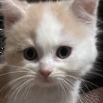 スコティッシュフォールド【千葉県・男の子・2024年7月20日・クリームホワイト（長毛）】の写真「ハチワレ猫くん(=^x^=)」